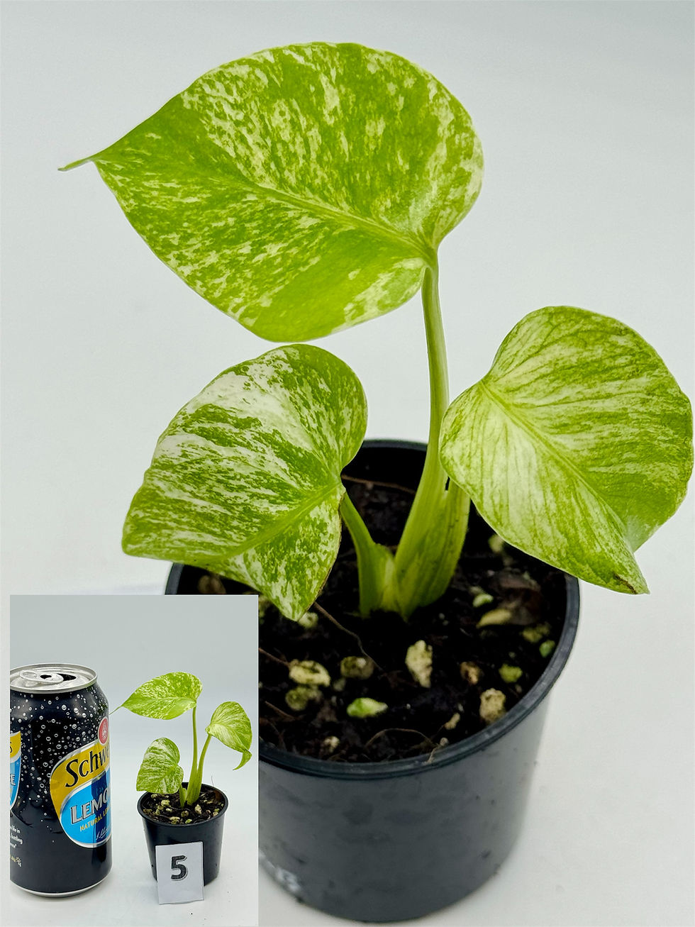 Thumbnail: Monstera Large Form “White Monster”