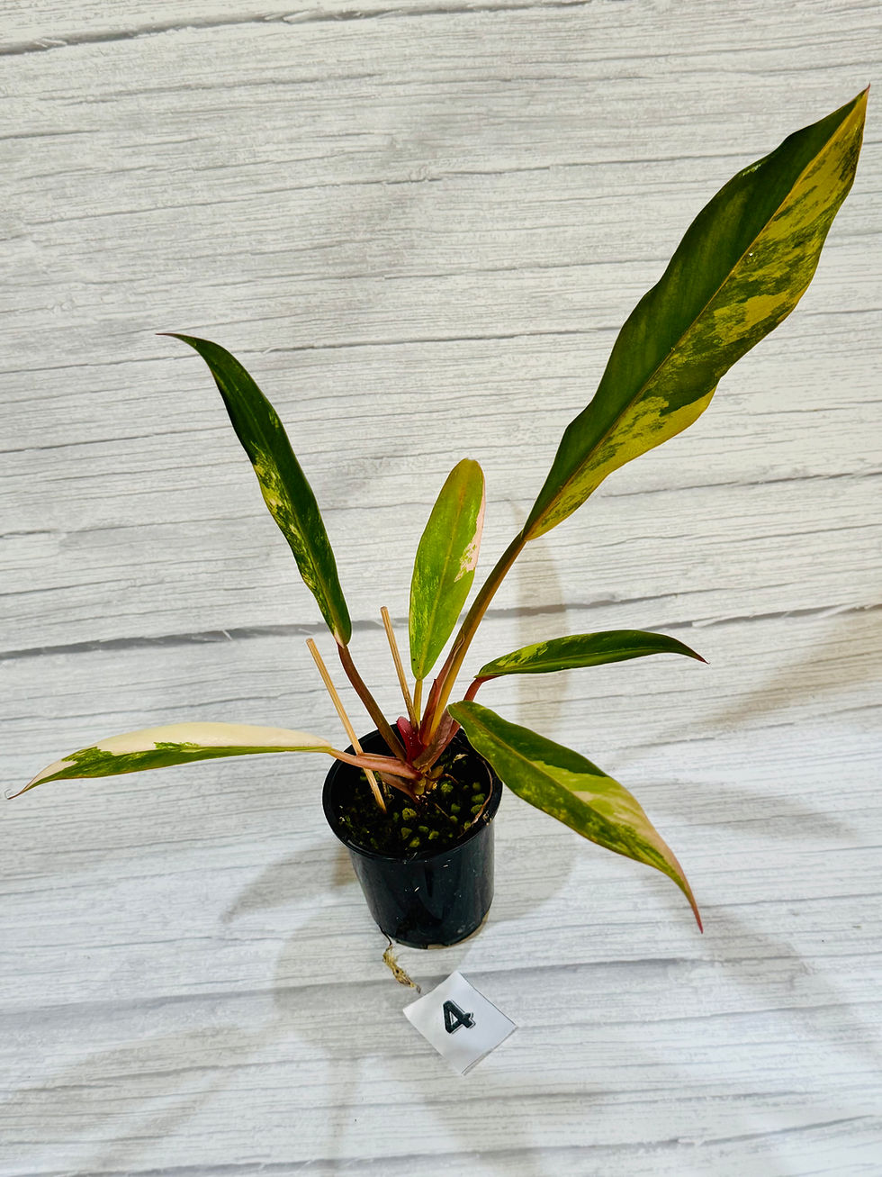 Thumbnail: Philodendron Caramel Marble Variegated 