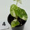 Thumbnail: Alocasia Melo Albo Variegated in 50mm