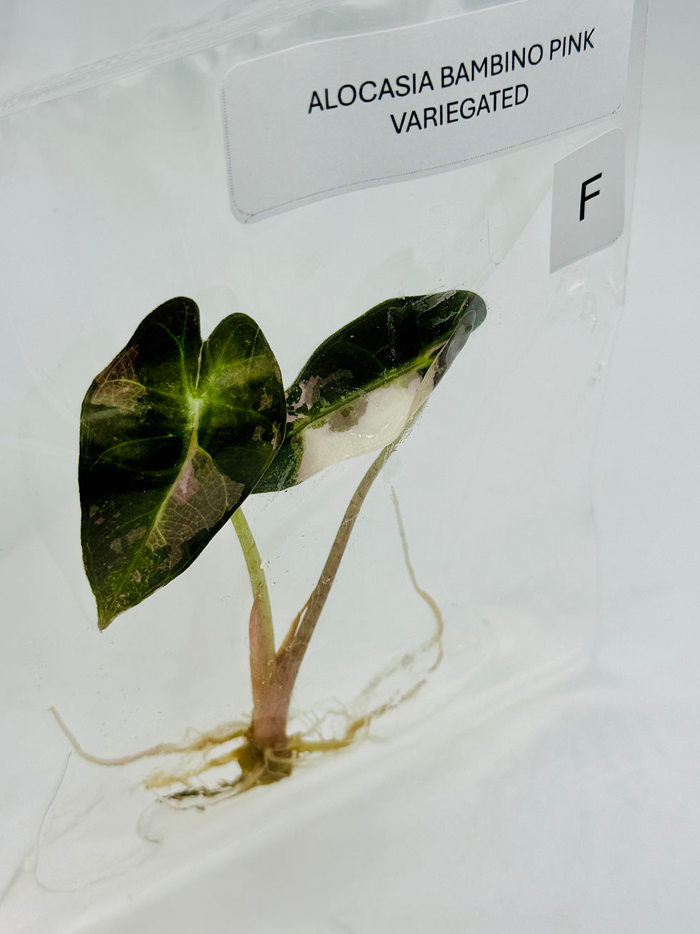 Thumbnail: Alocasia Bambino Pink Variegated TC in agar