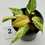 Thumbnail: Philodendron Gloriosum Variegated