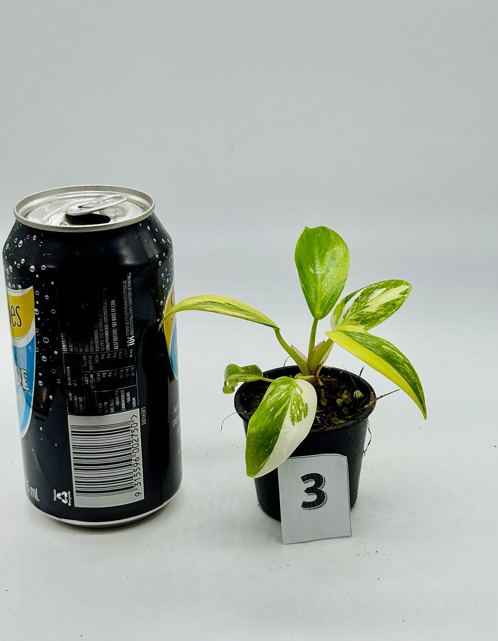 Thumbnail: Philodendron White Princess Aurea-Tricolour Variegated 