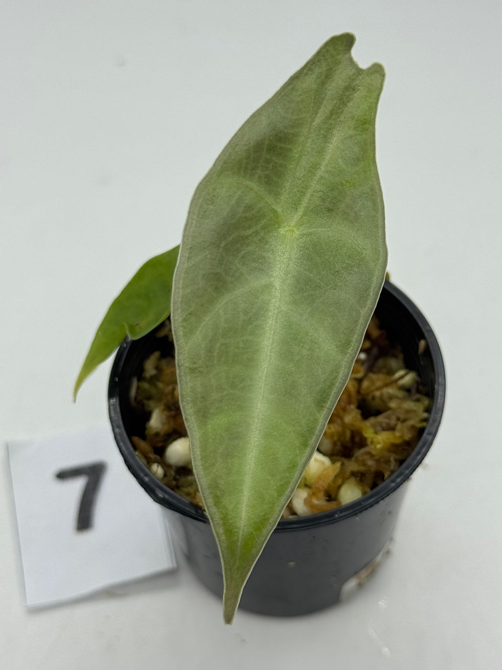 Thumbnail: Alocasia Longiloba Purple