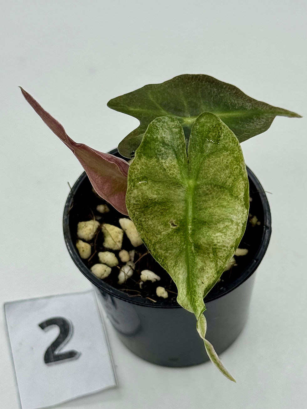 Thumbnail: Alocasia Venom Pink Mint Variegated 