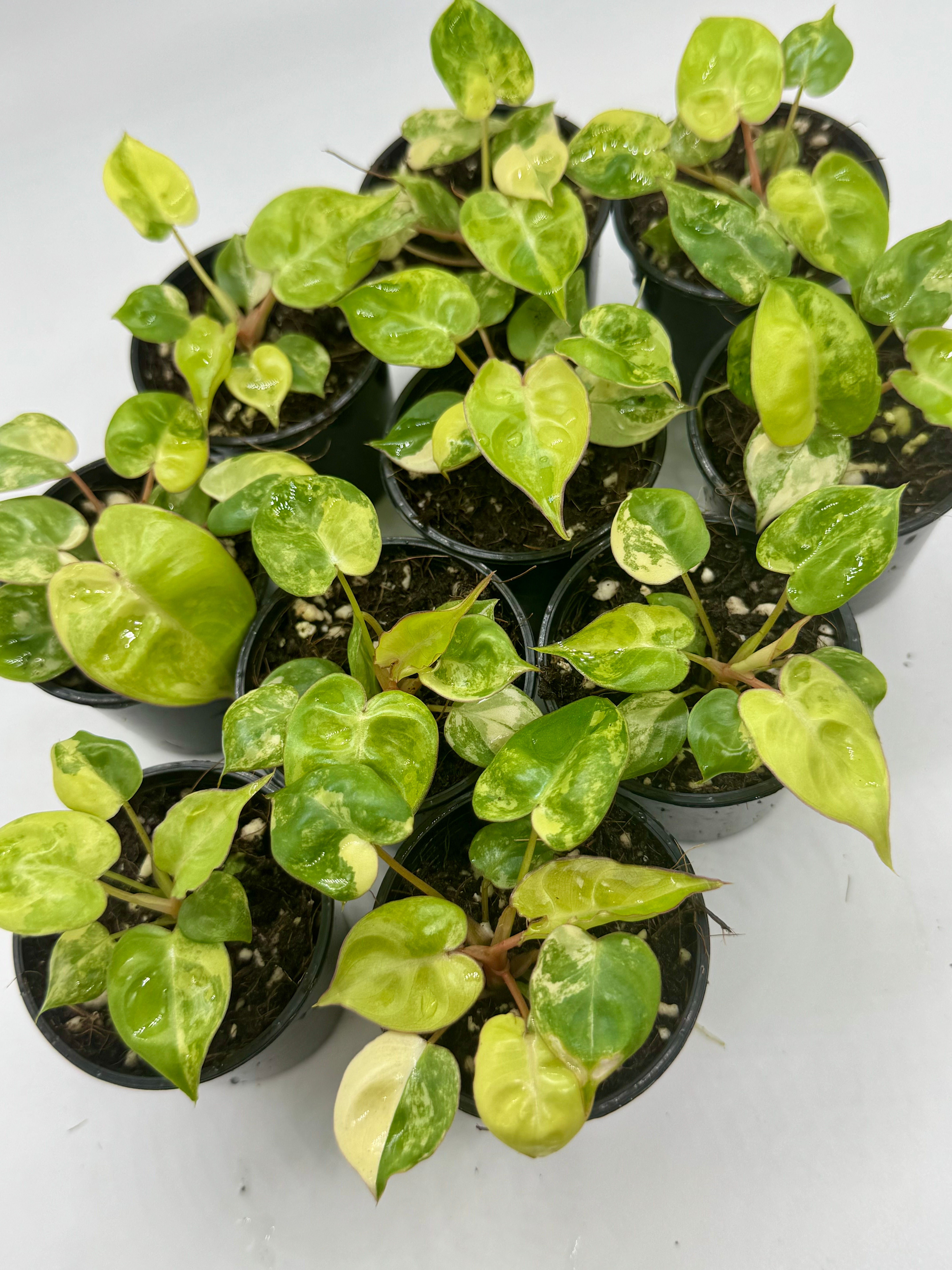 Philodendron Billietiae Variegated in 50mm