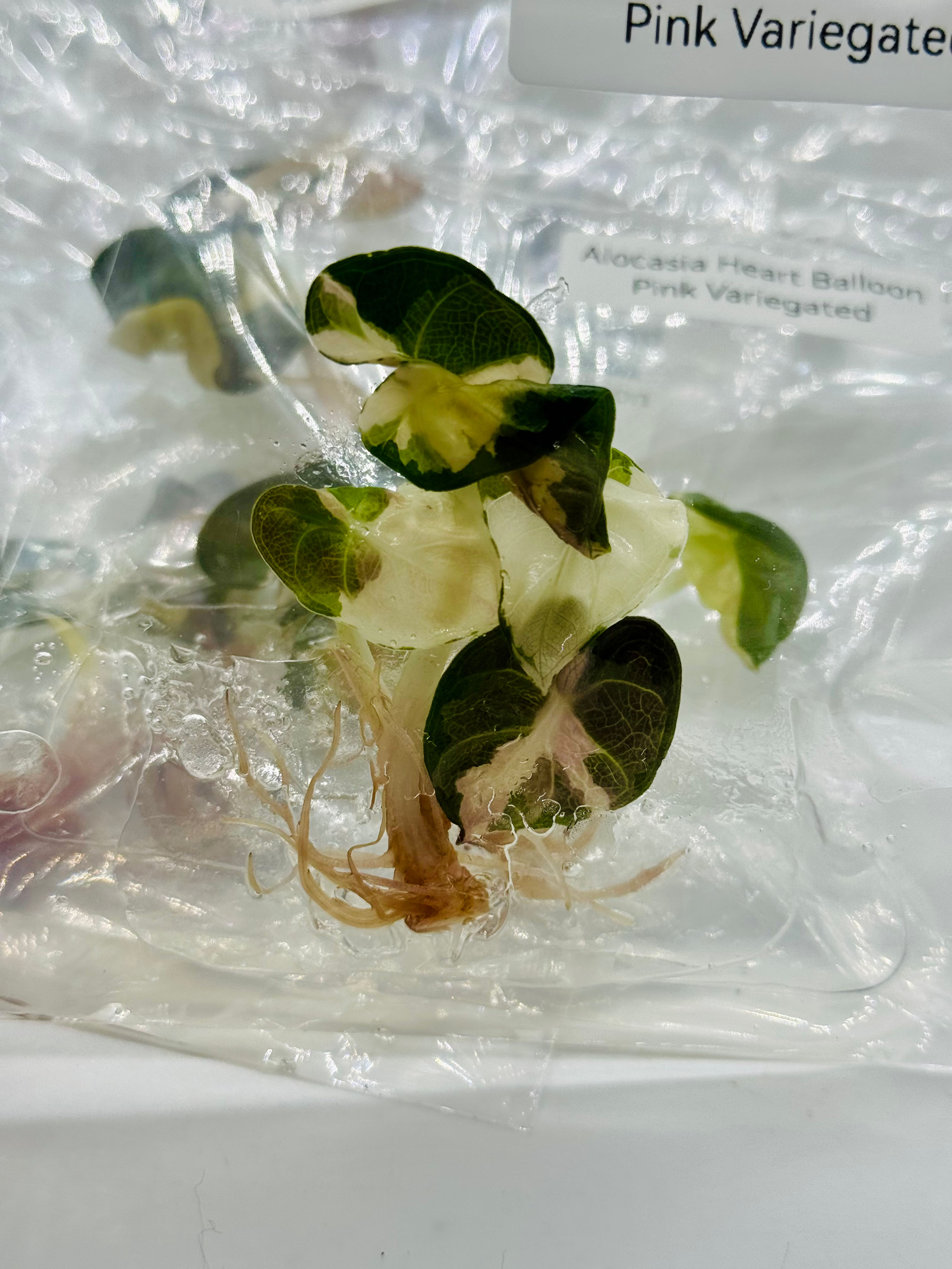 Alocasia Heart Balloon Pink Variegated TC in agar