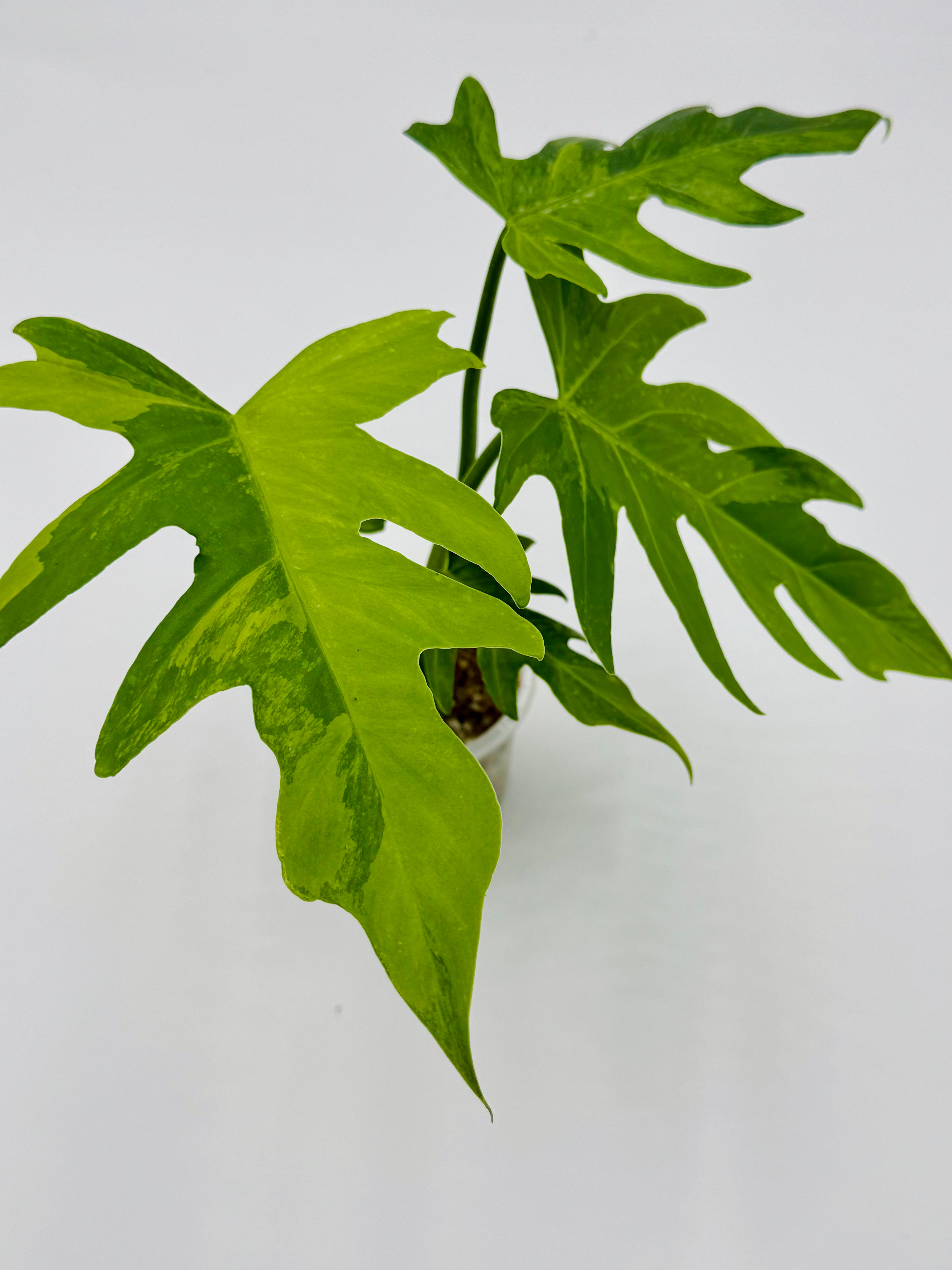 Philodendron Radiatum Variegated