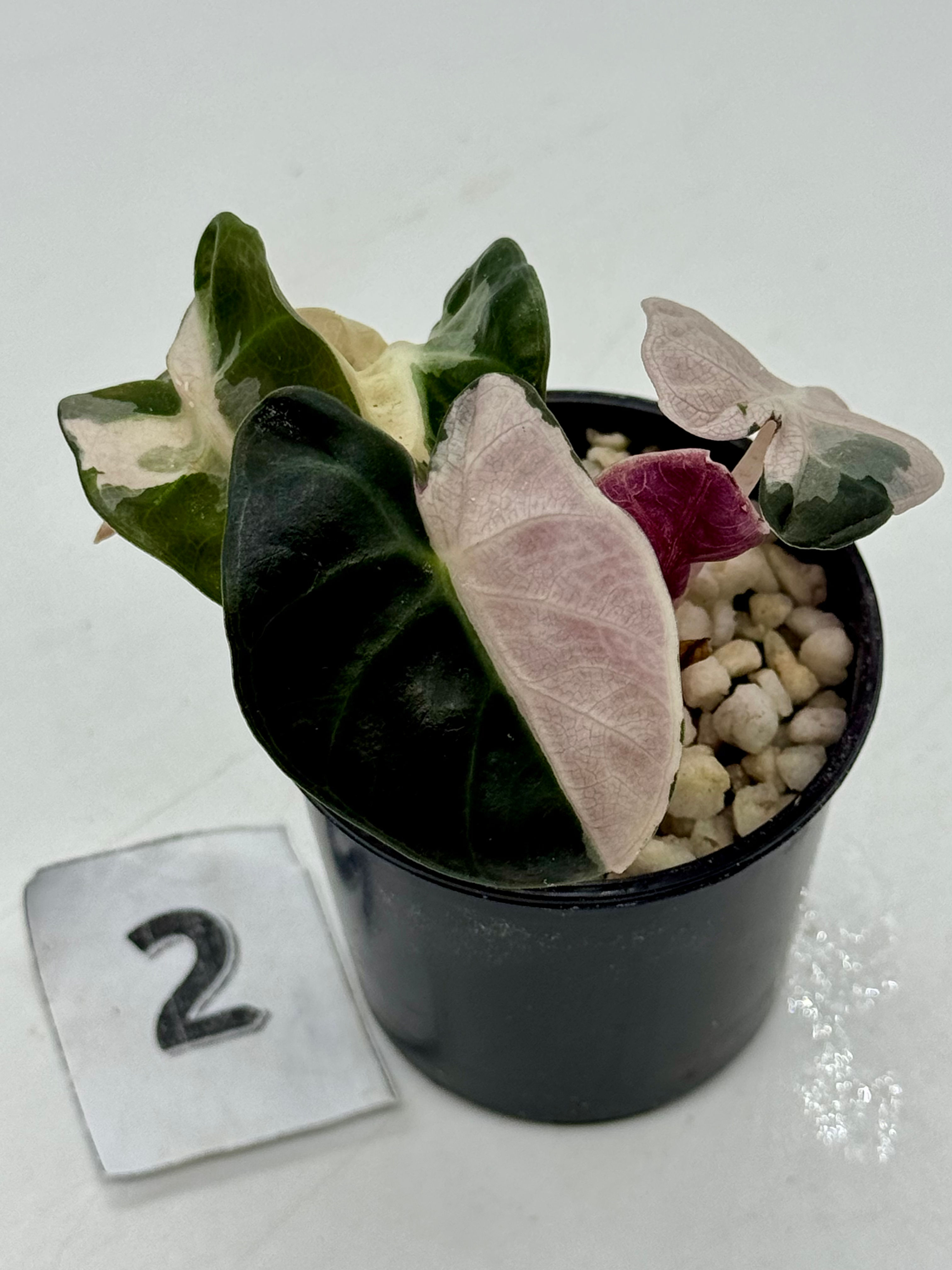 Alocasia Heart Balloon Pink Variegated # 2