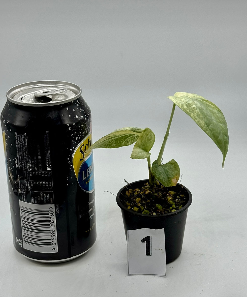 Thumbnail: Amydrium Medium Silver /Blue Variegated 