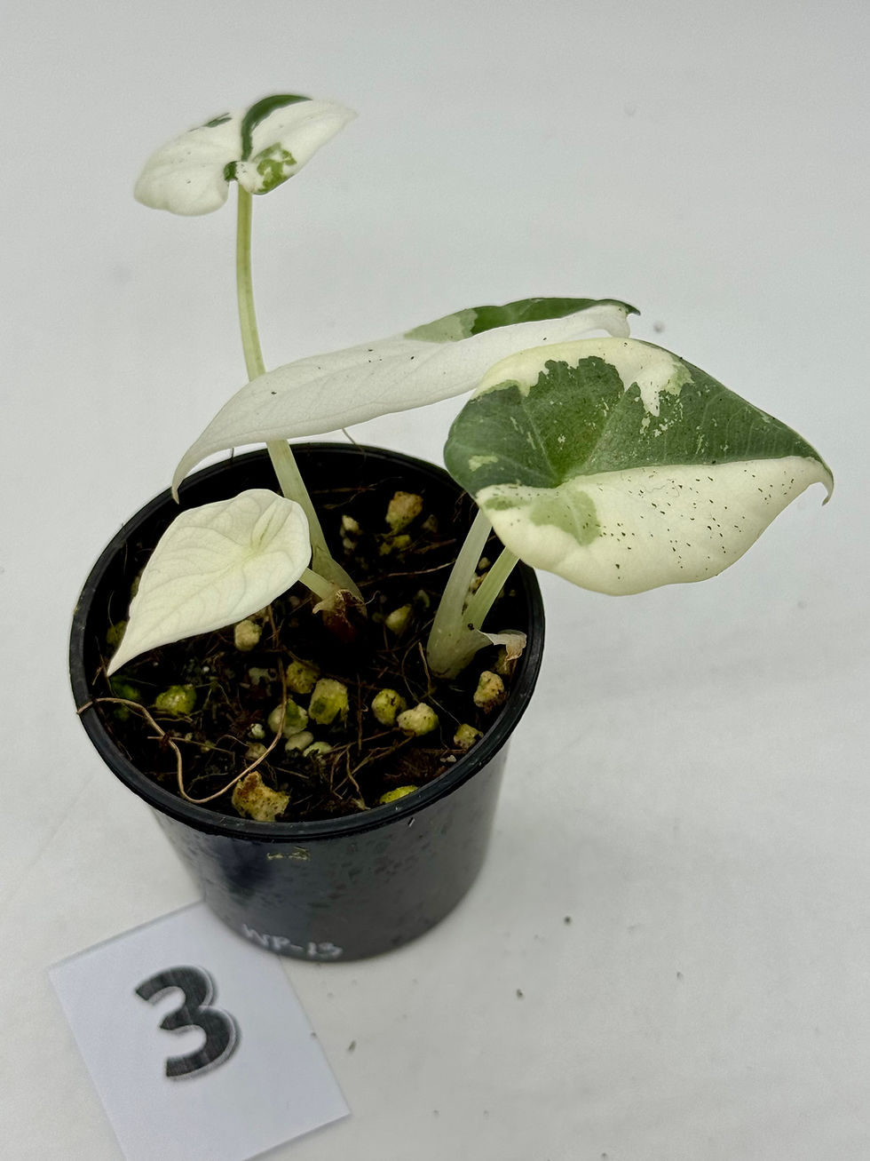 Thumbnail: Alocasia Maharani Albo Variegated with Offshoot 