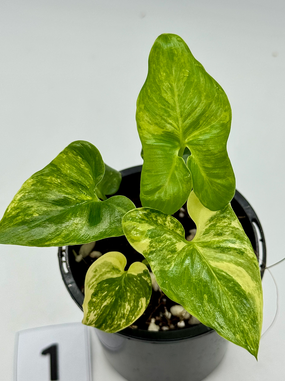 Philodendron Goeldii Aurea Variegated