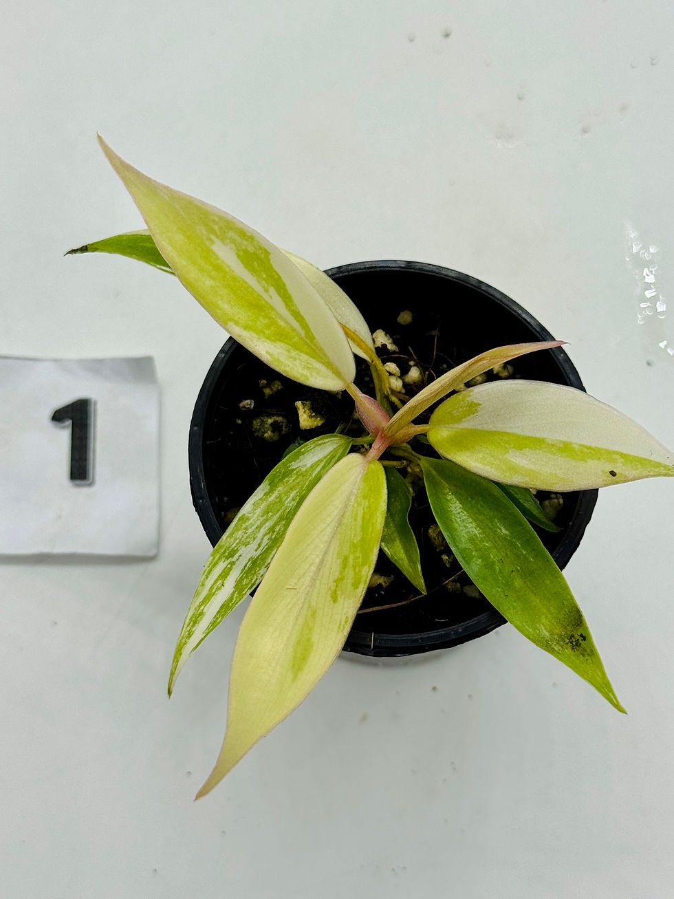 Thumbnail: Philodendron Florida Beauty x Tortum Variegated 