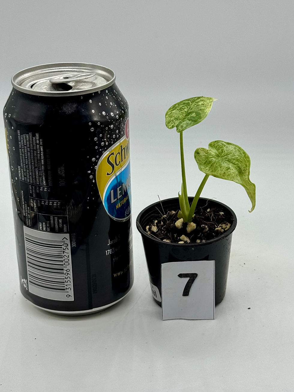 Thumbnail: Alocasia Dragon Scale Mint Variegated 