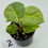 Thumbnail: Alocasia Silver Dragon Aurea Variegated in 50mm