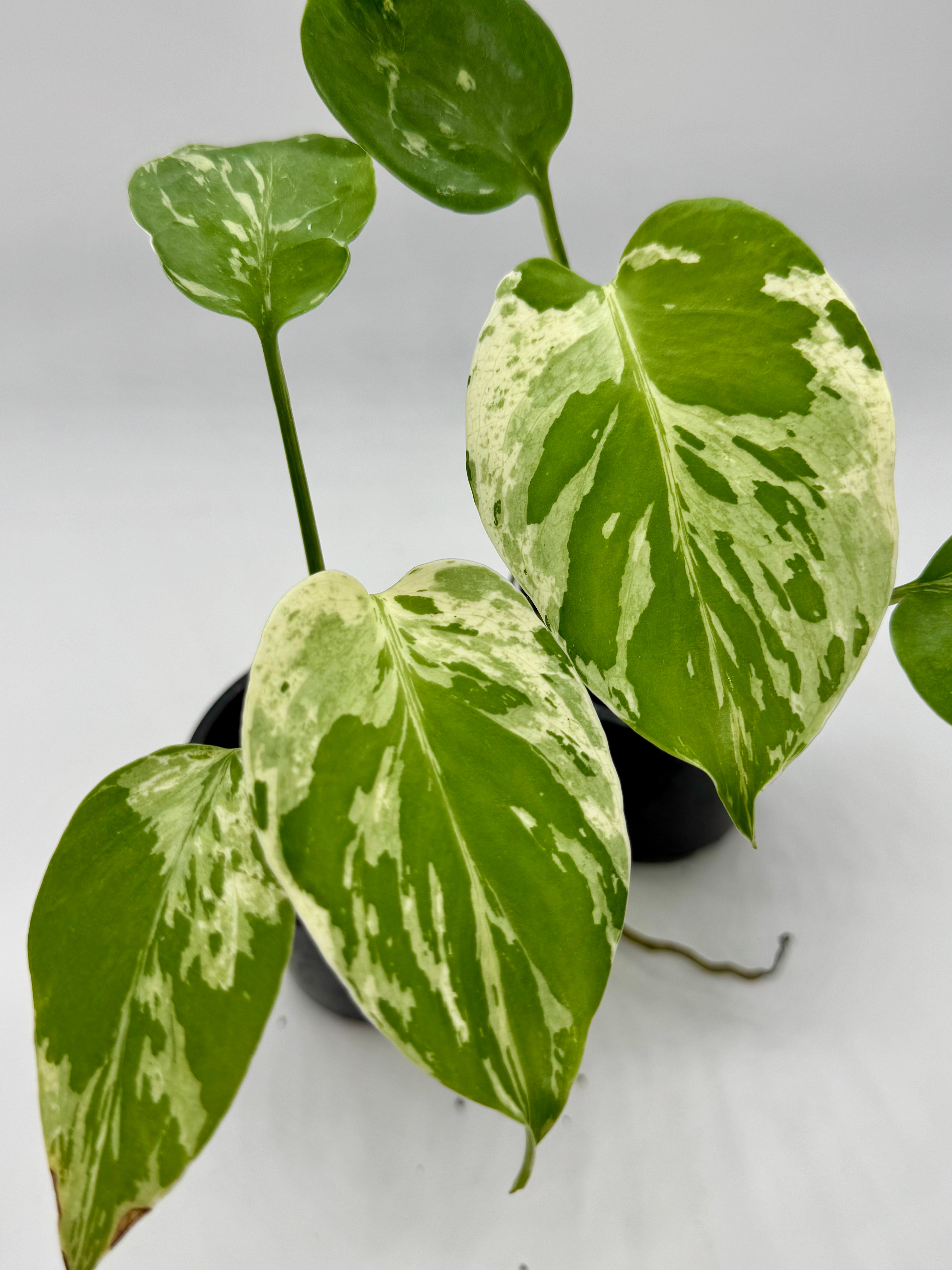 Monstera Large Form “Bulbasaur “ in 70mm