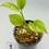 Thumbnail: Anthurium Vittarifolium Variagated