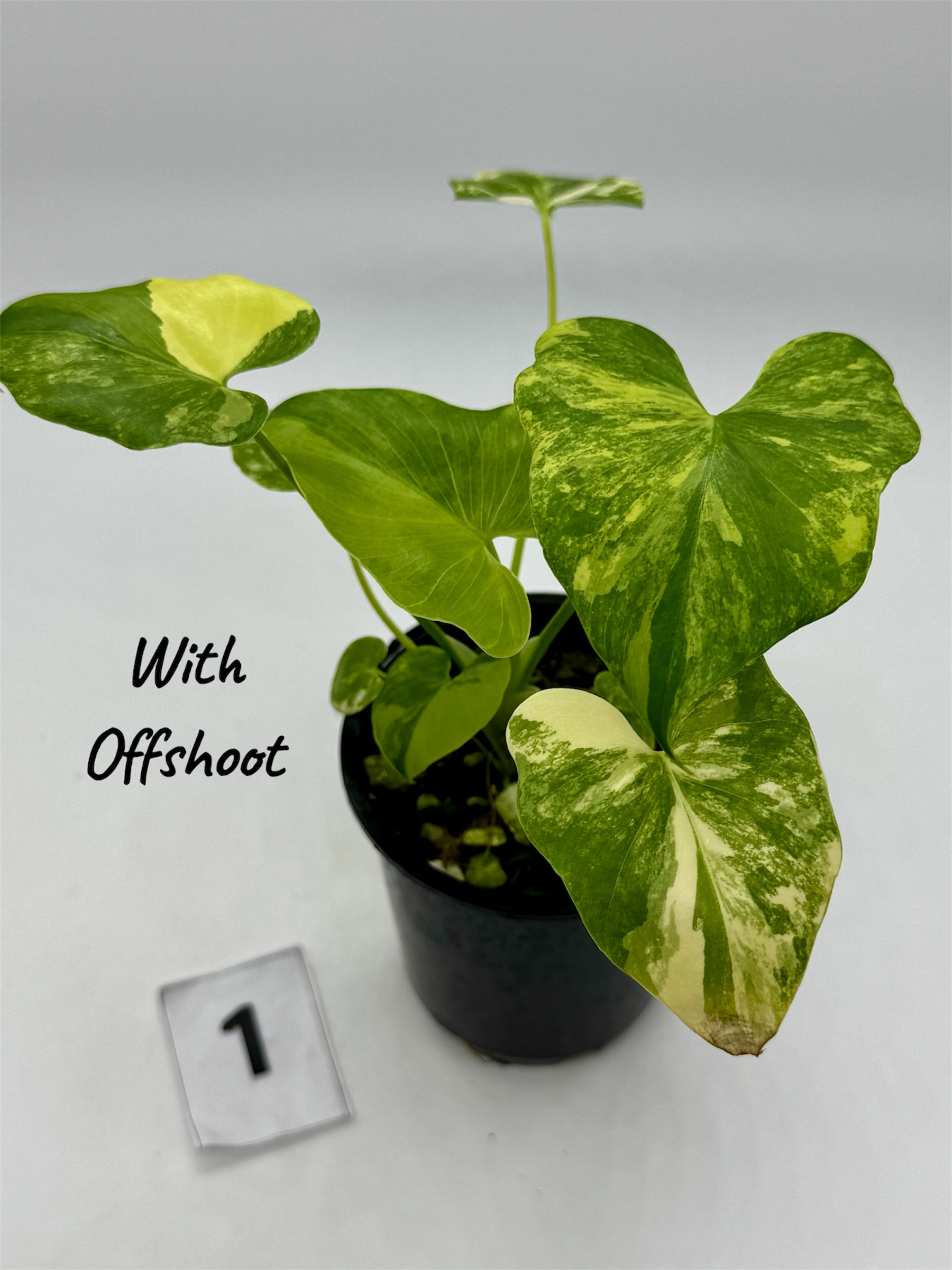 Philodendron Bipinnatifidum Variegated w/offshoot in 70mm