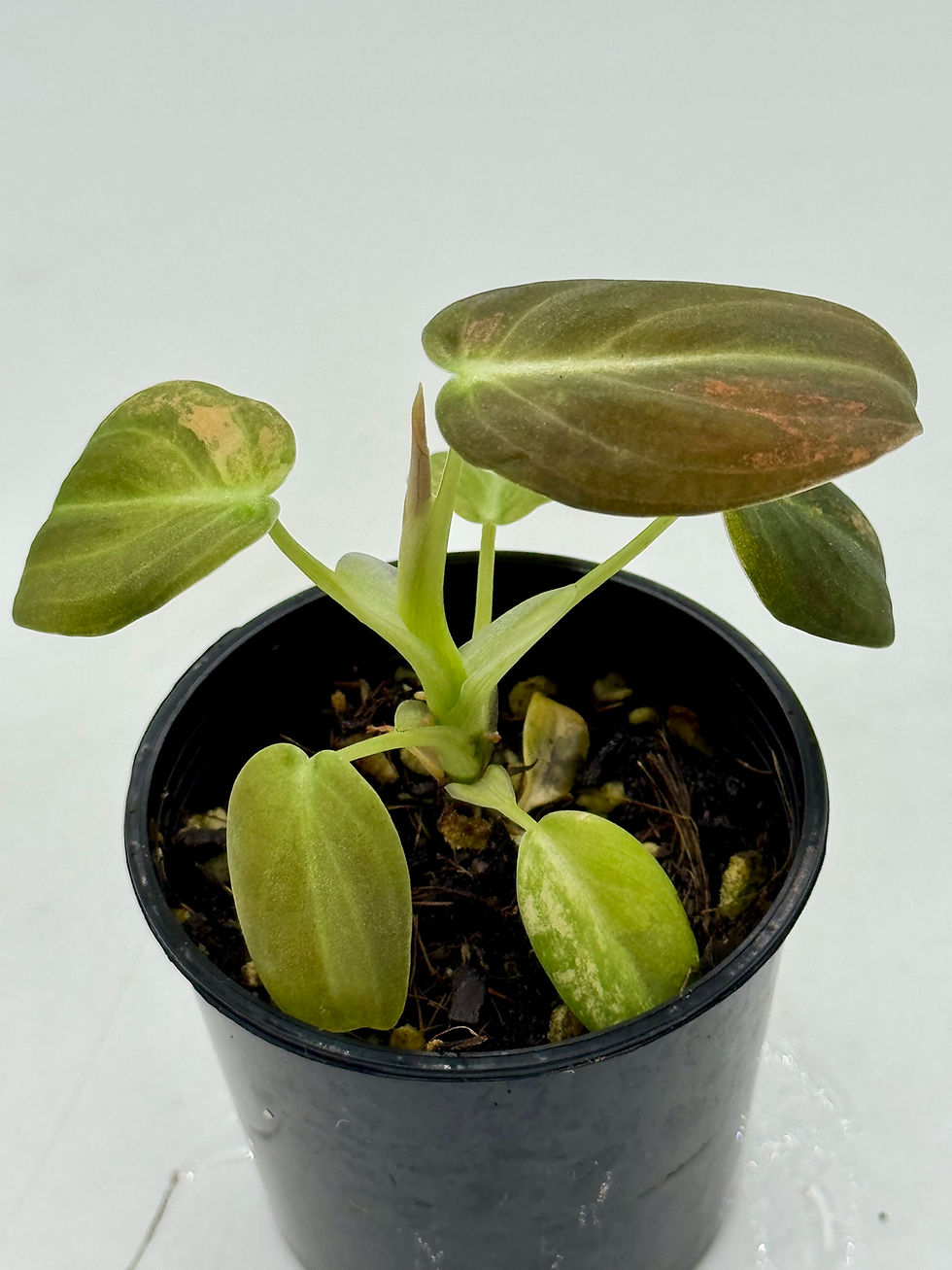 Thumbnail: Philodendron Melanochrysum Pink Orange Variegated 