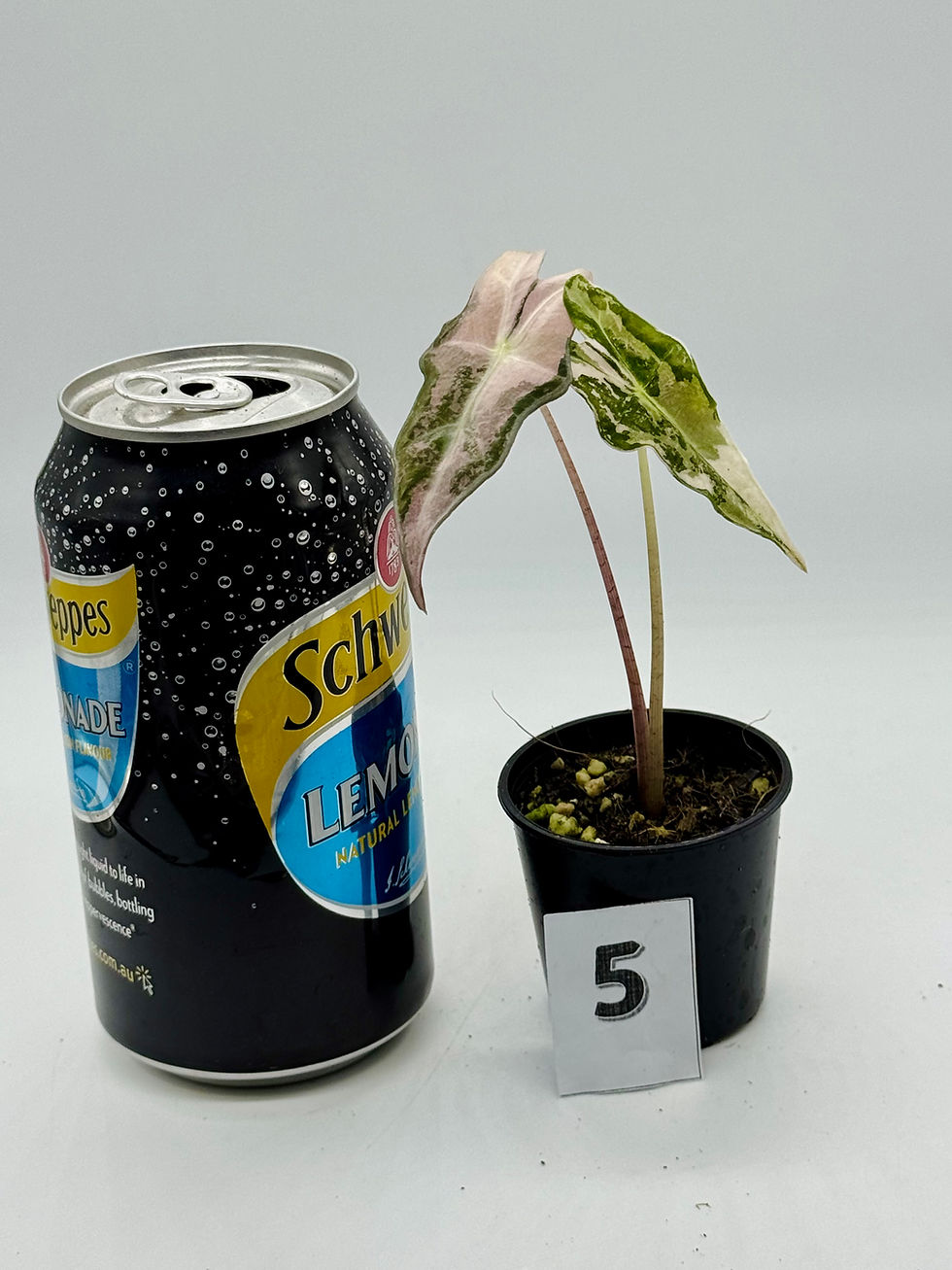 Thumbnail: Alocasia Sanderiana Nobilis Pink Variegated:
