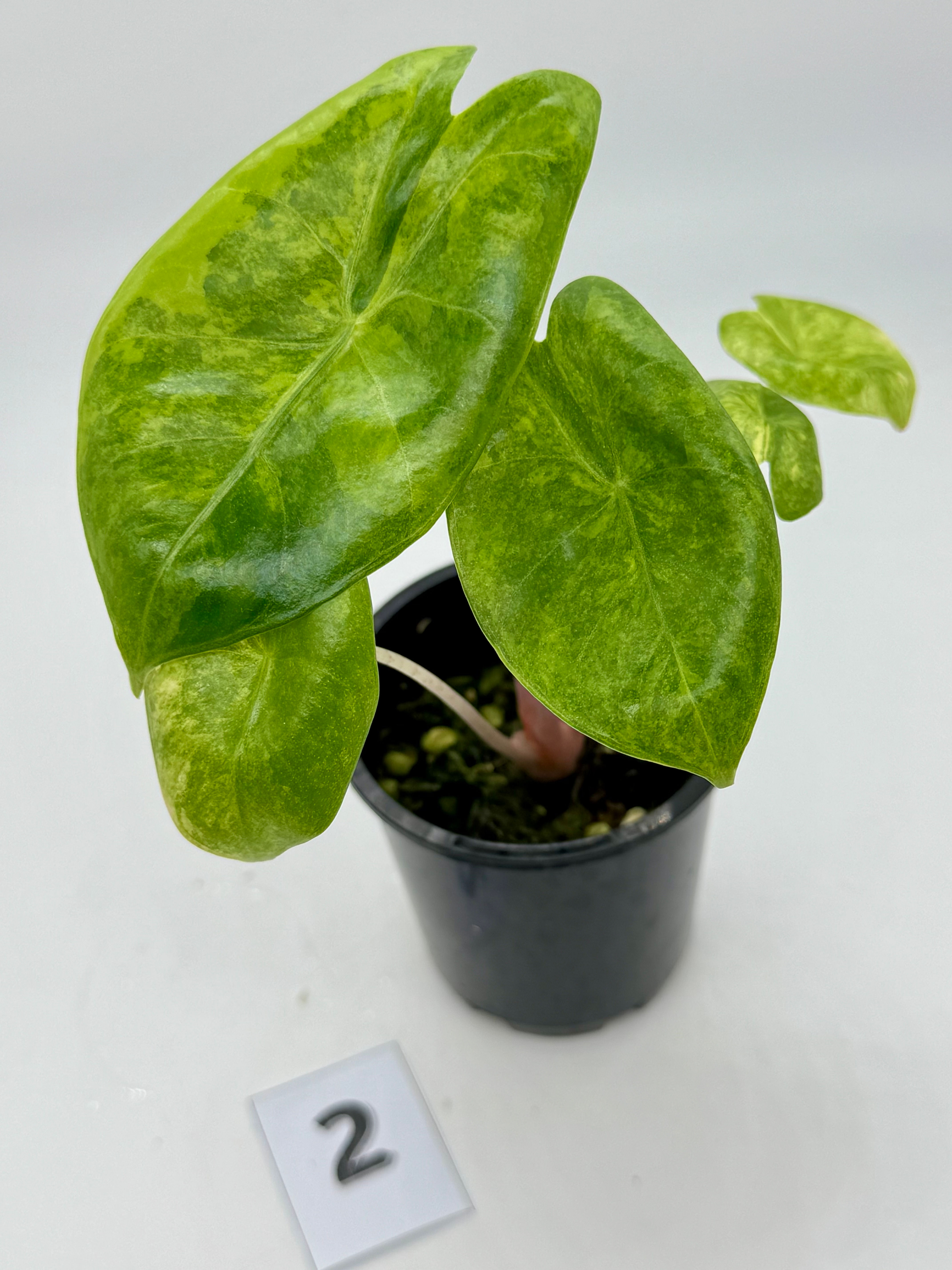 Alocasia Pink Dragon Block Brocade Variegated #2 in 70mm