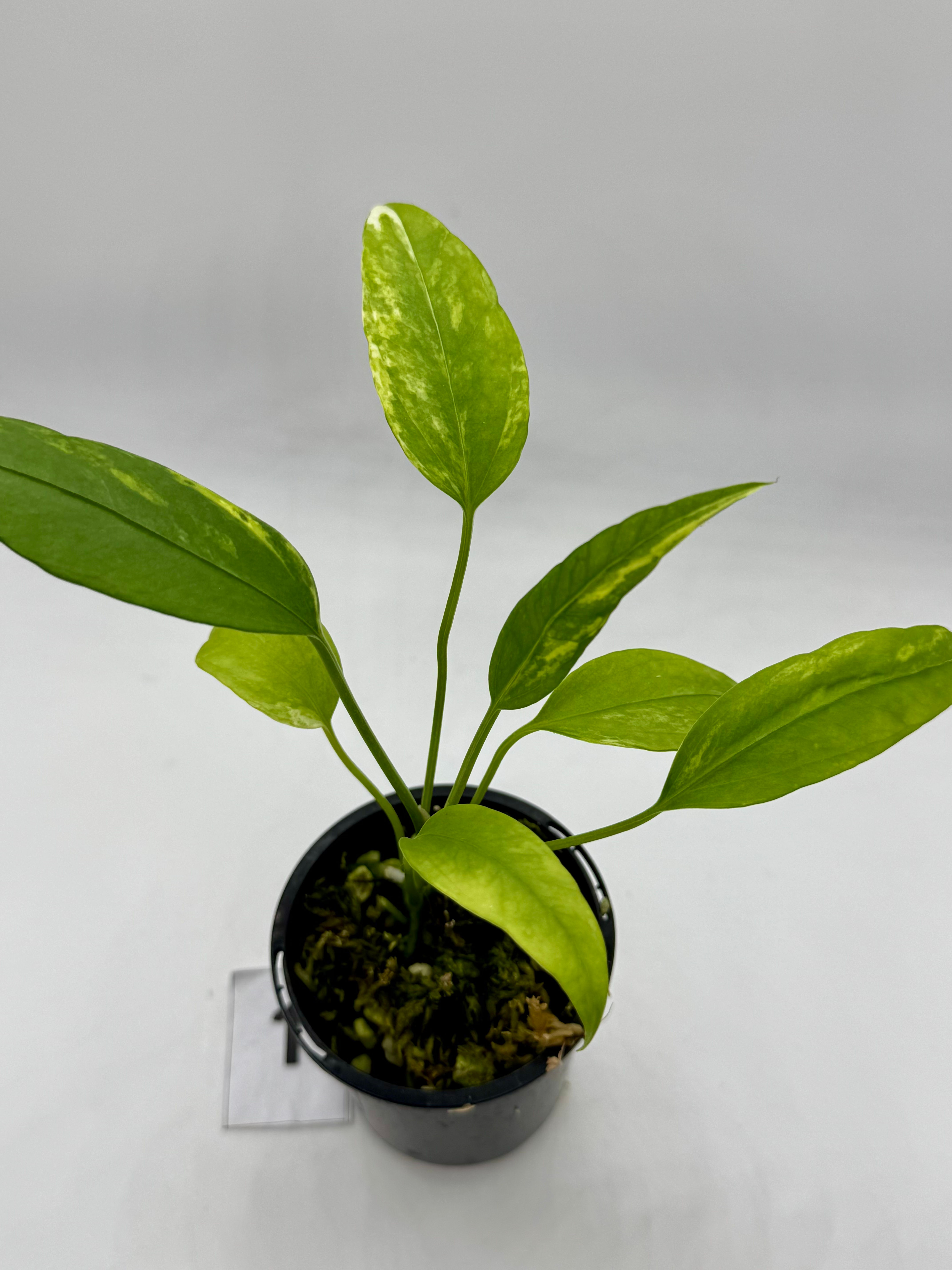 Anthurium Vittarifolium Variegated in 70mm