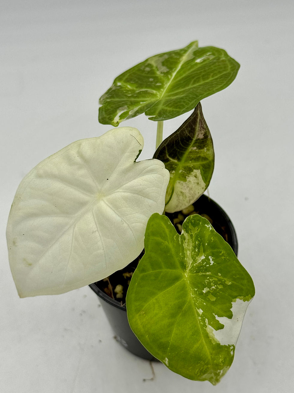 Thumbnail: Alocasia Regal Shield Albo Variegated 