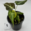 Thumbnail: Alocasia Black Velvet Gold Variegated 