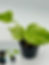 Thumbnail: Monstera Large Form “White Monster”
