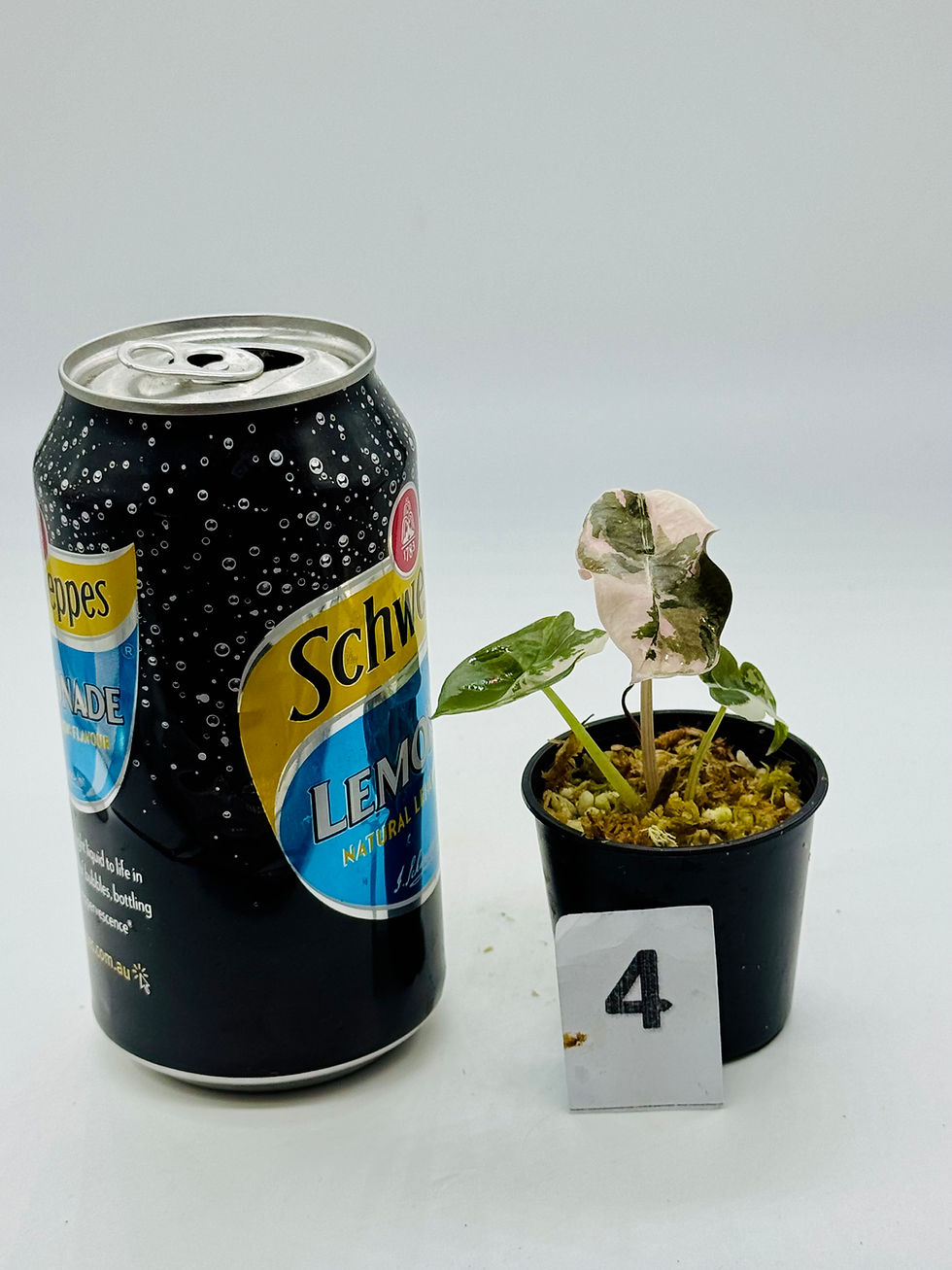 Thumbnail: Alocasia Chantrieri Pink Variegated 
