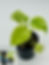 Thumbnail: Monstera Large Form “White Monster”