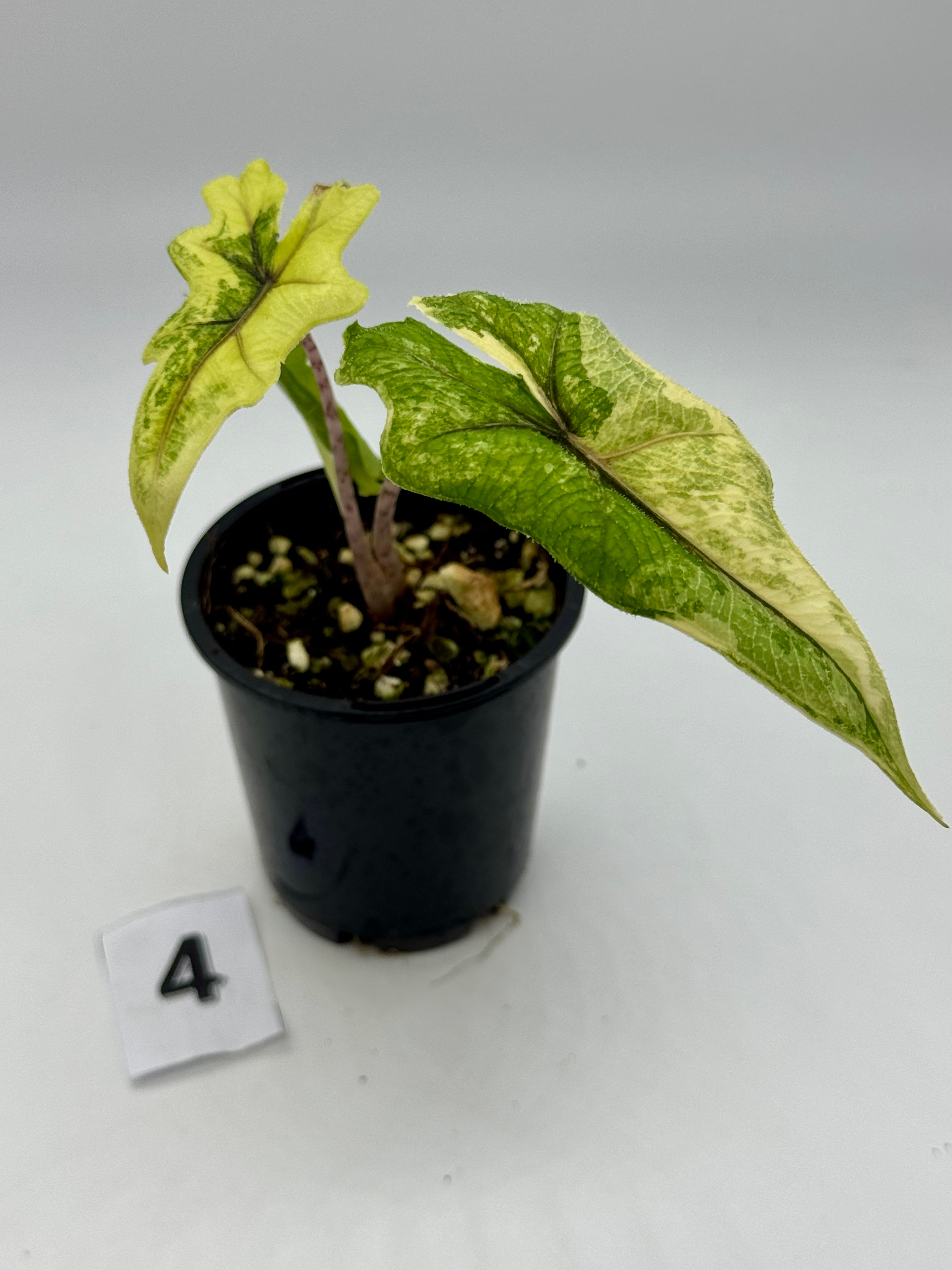 Alocasia Jacklyn Aurea Variegated in 70mm