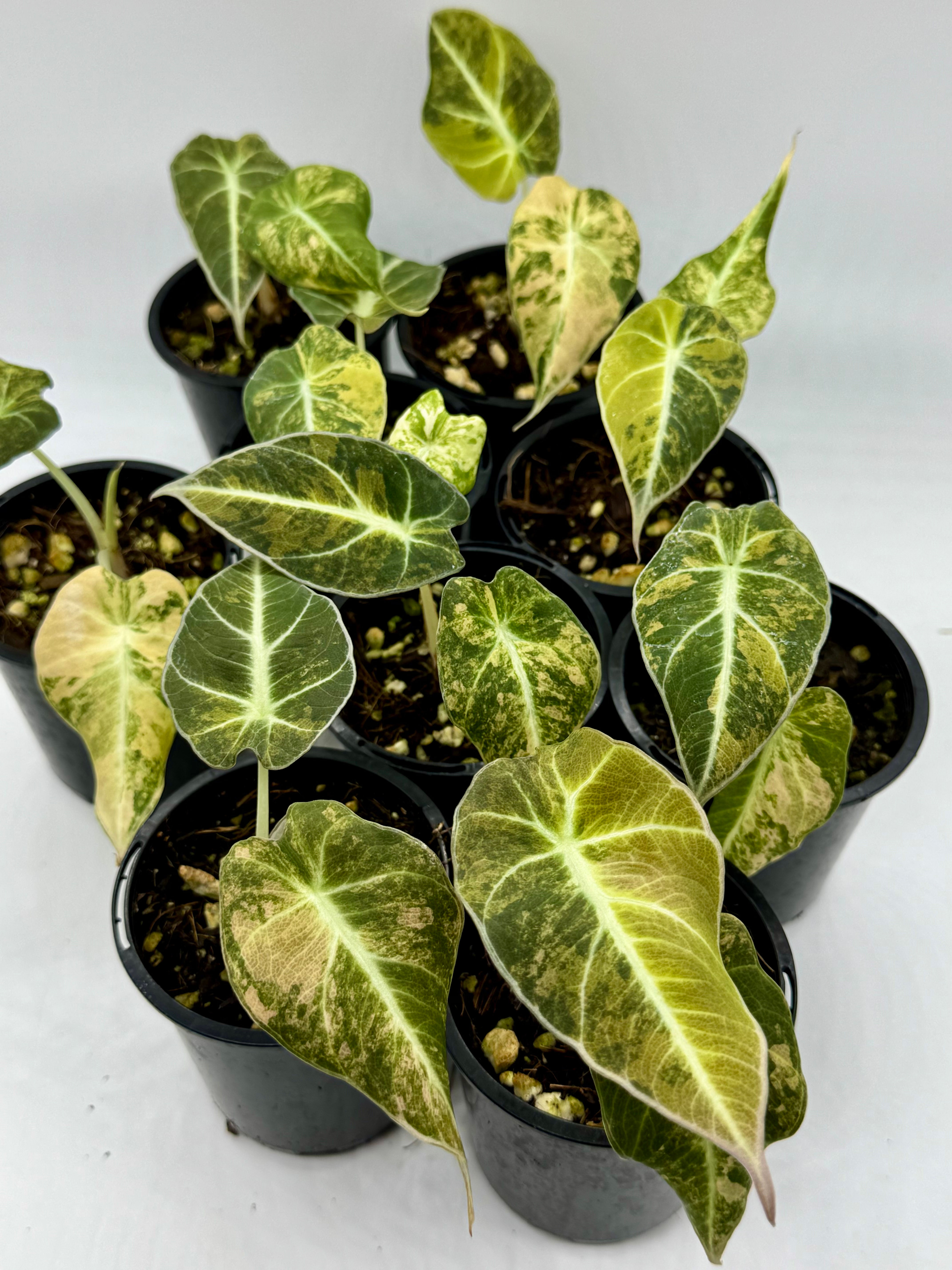 Alocasia Black Velvet Gold Variegated in 70mm