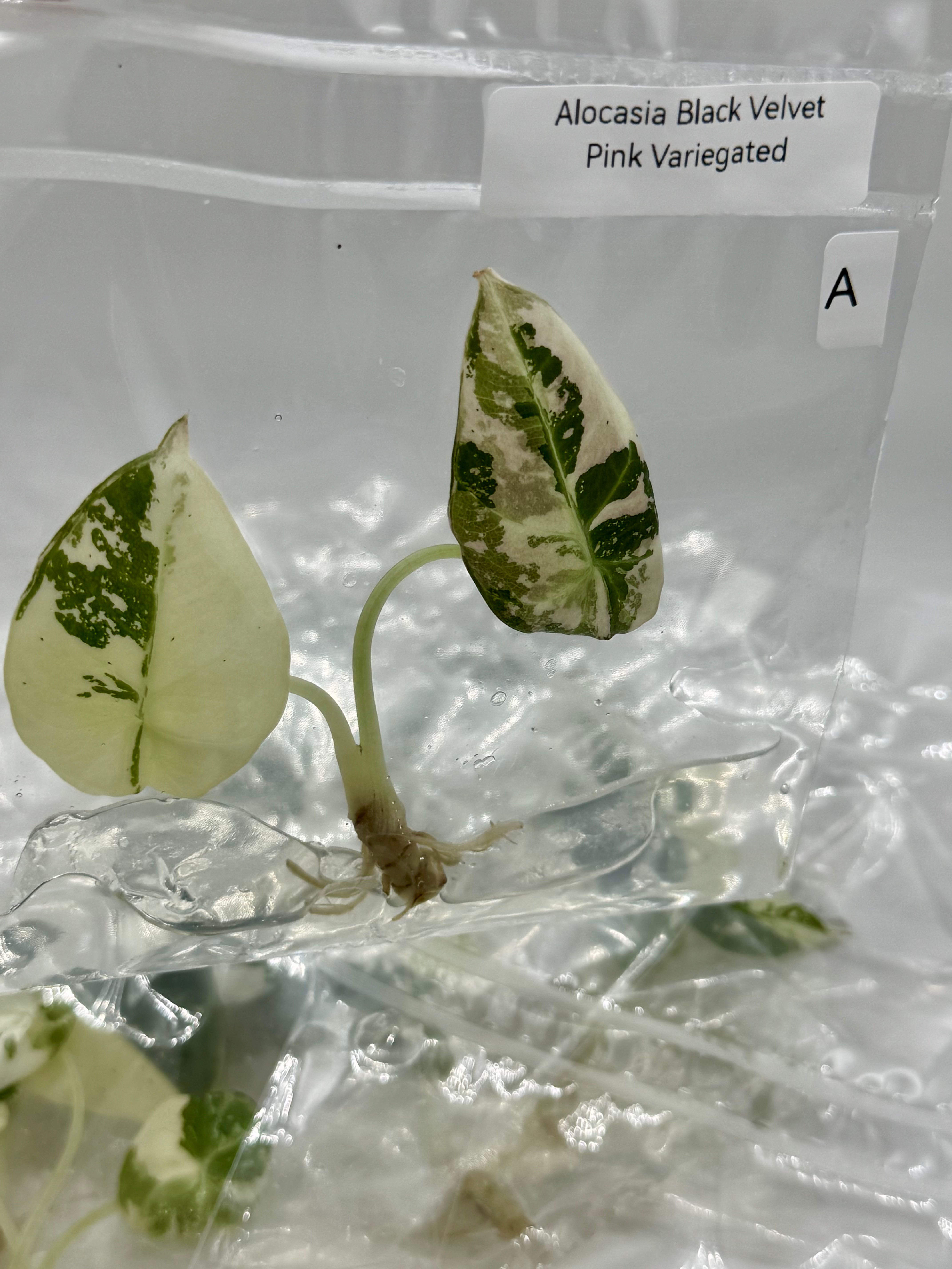 Alocasia Black Velvet Pink Variegated TC in Agar
