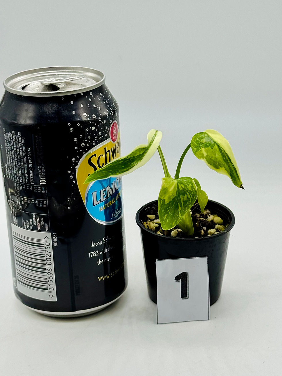 Thumbnail: Monstera Electrolyte Tricolour Variegated 