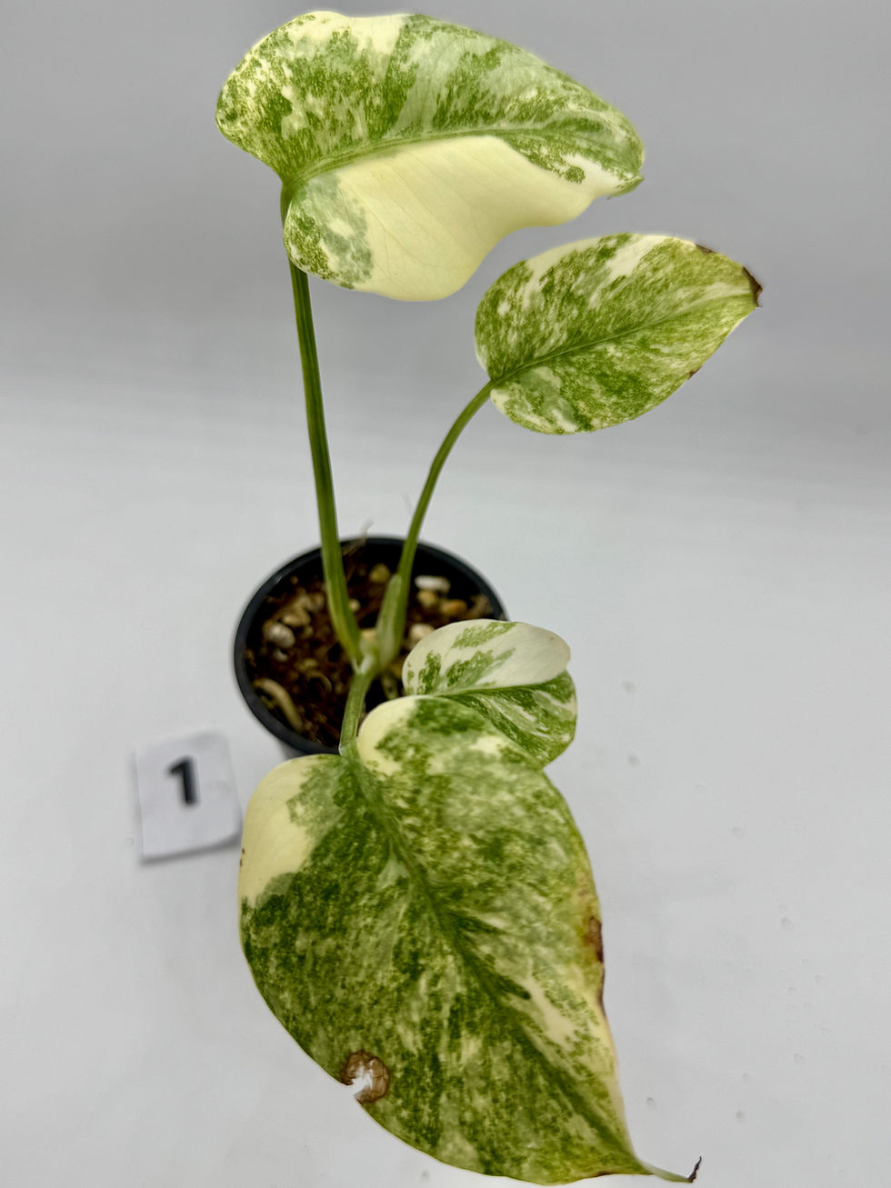 Thumbnail: Monstera Legacy ( Minor Cosmetic Leaf Damaged)
