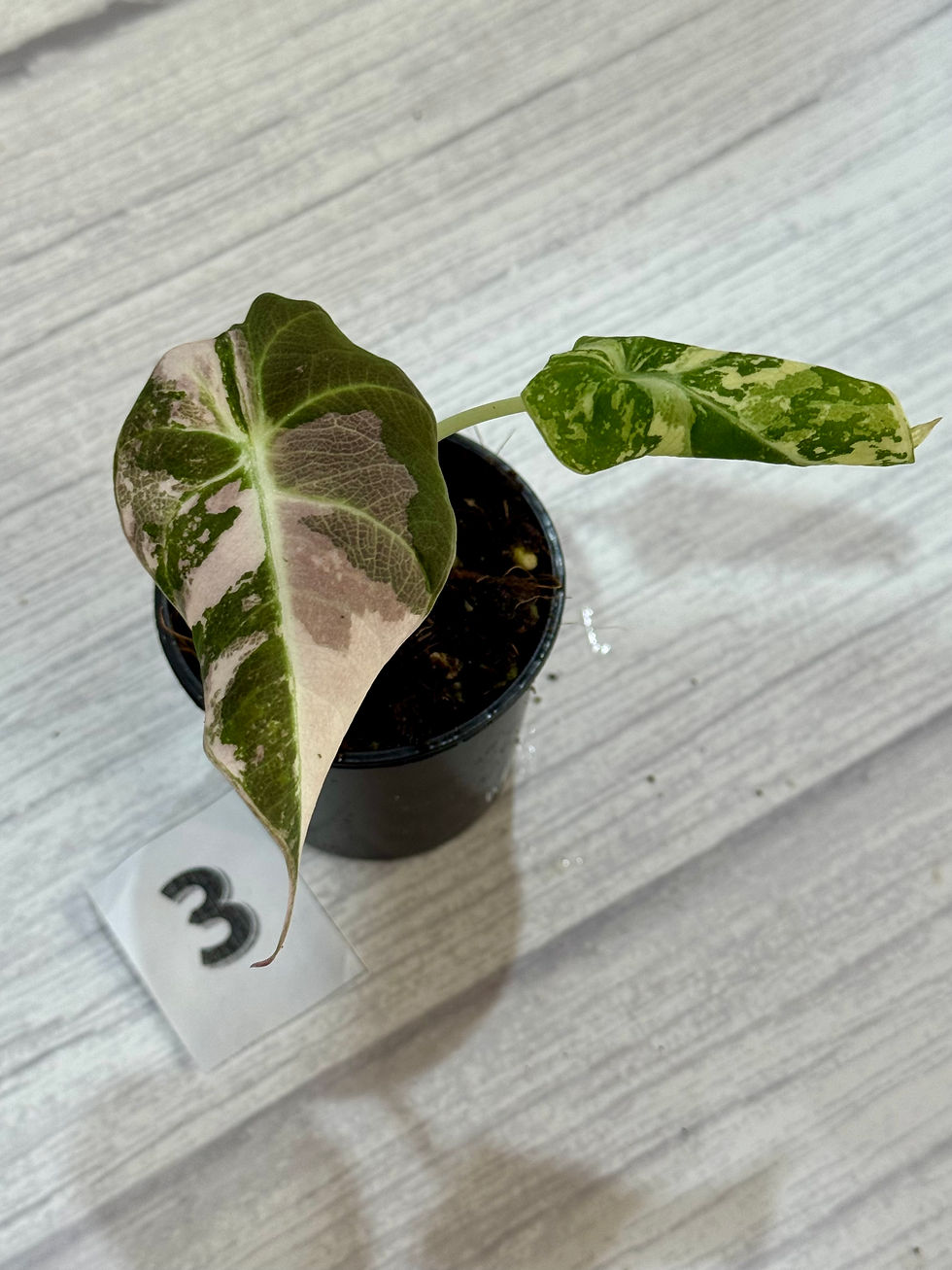Thumbnail: Alocasia Black Velvet Pink Variegated 