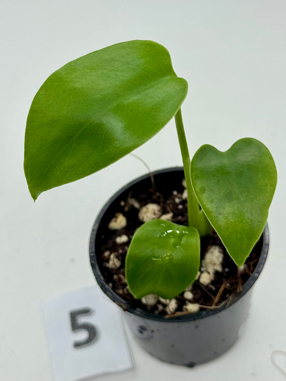 Thumbnail: Monstera Devil Monster 