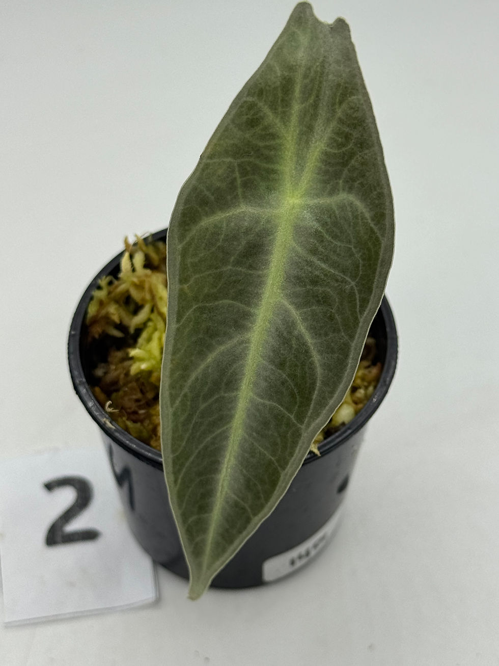 Thumbnail: Alocasia Longiloba Purple