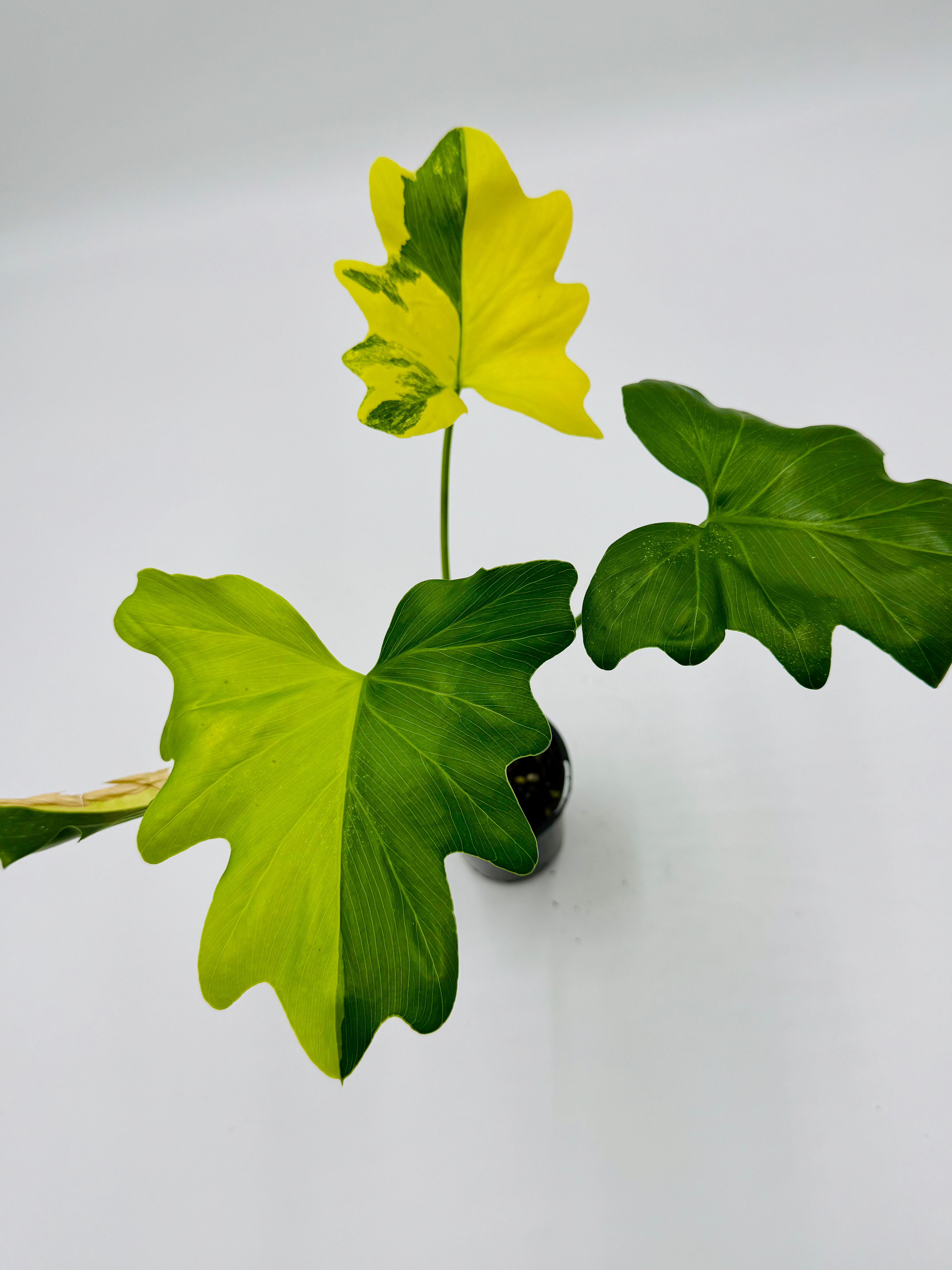 Philodendron Bipinnatifidum Variegated