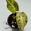 Thumbnail: Alocasia Black Velvet Gold Variegated in 70mm