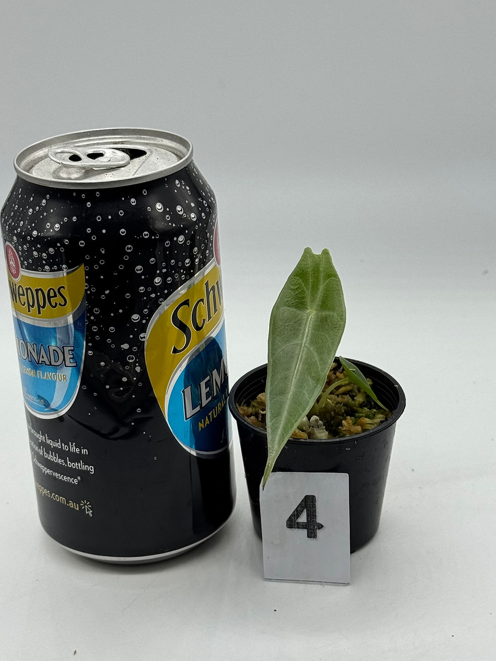Thumbnail: Alocasia Longiloba Purple