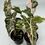 Thumbnail: Alocasia Sanderiana Nobilis Pink Variegated in 50mm
