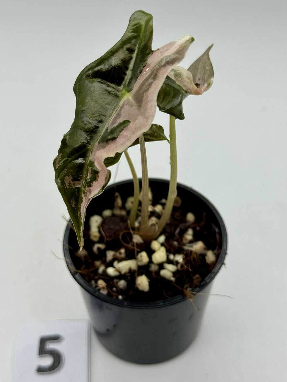 Thumbnail: Alocasia Sanderiana Nobilis Pink Variegated 