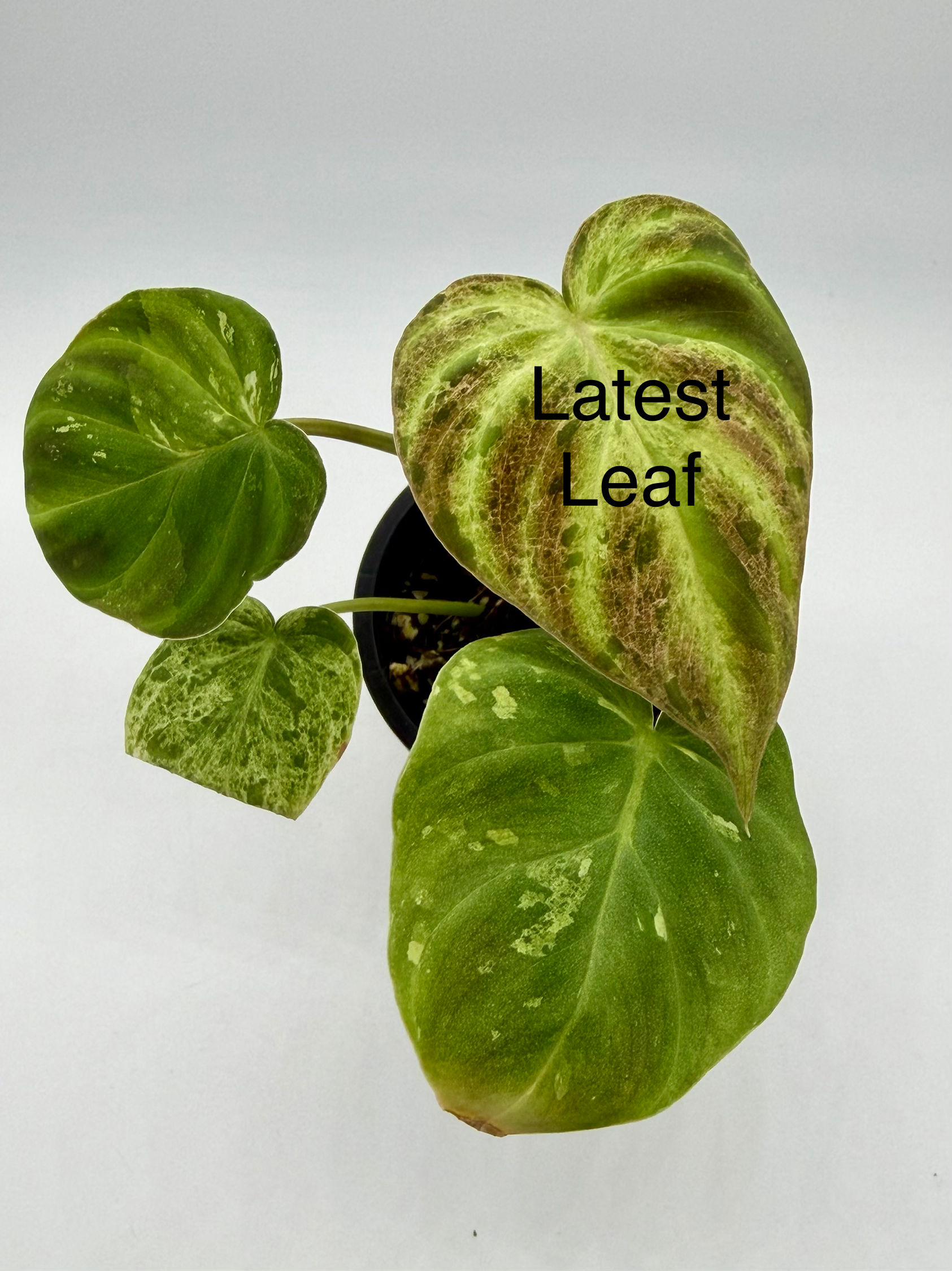 Philodendron Verrucosum Mint Variegated in 70mm