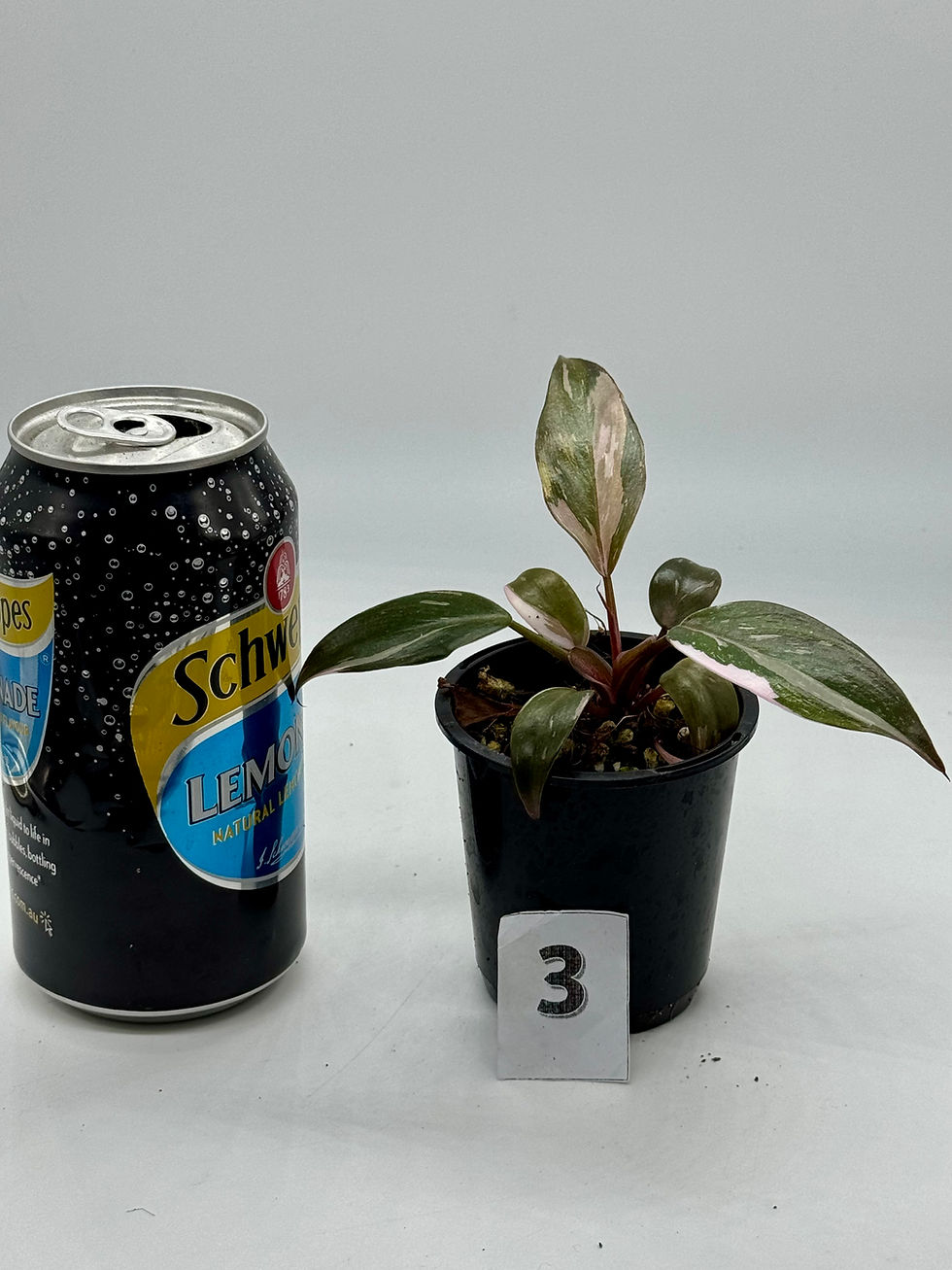 Thumbnail: Philodendron Red Anderson 