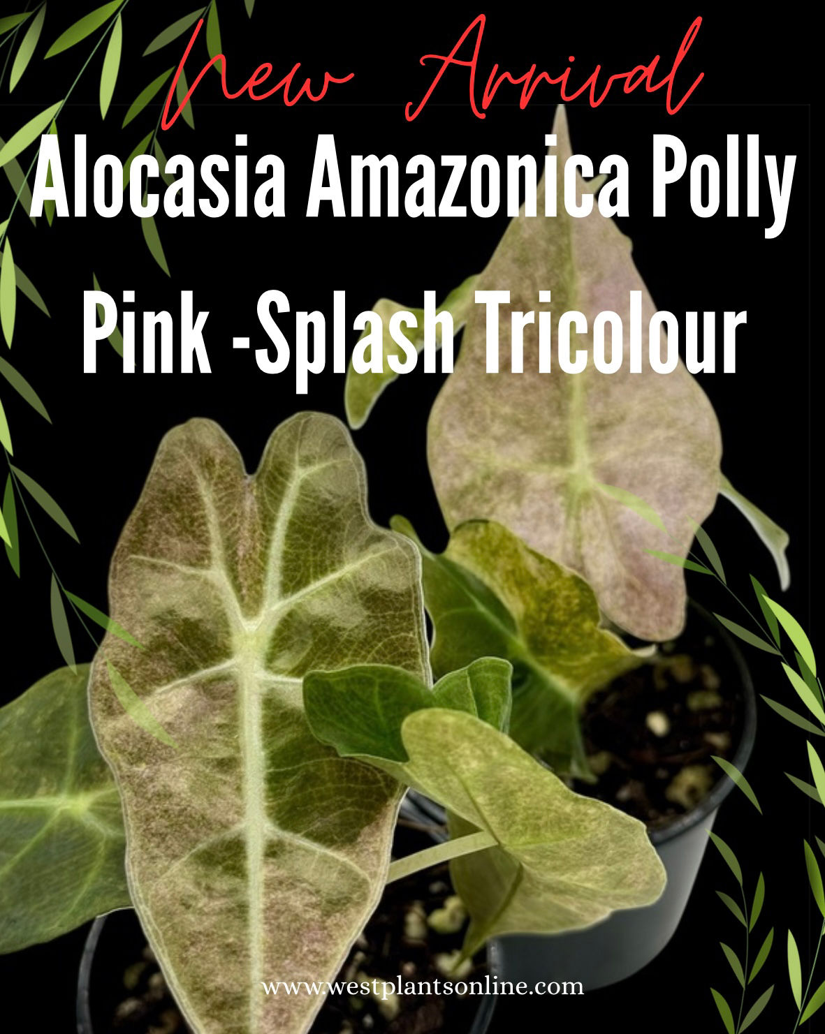 Alocasia Amazonica Polly Pink -Splash Tricolour