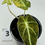 Thumbnail: Alocasia Black Velvet Gold Variegated in 70mm