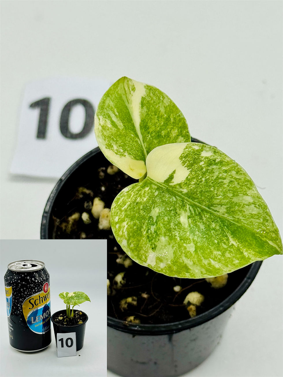 Thumbnail: Monstera Cream Cheese 