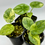 Thumbnail: Alocasia Sinuata Aurea Variegated 