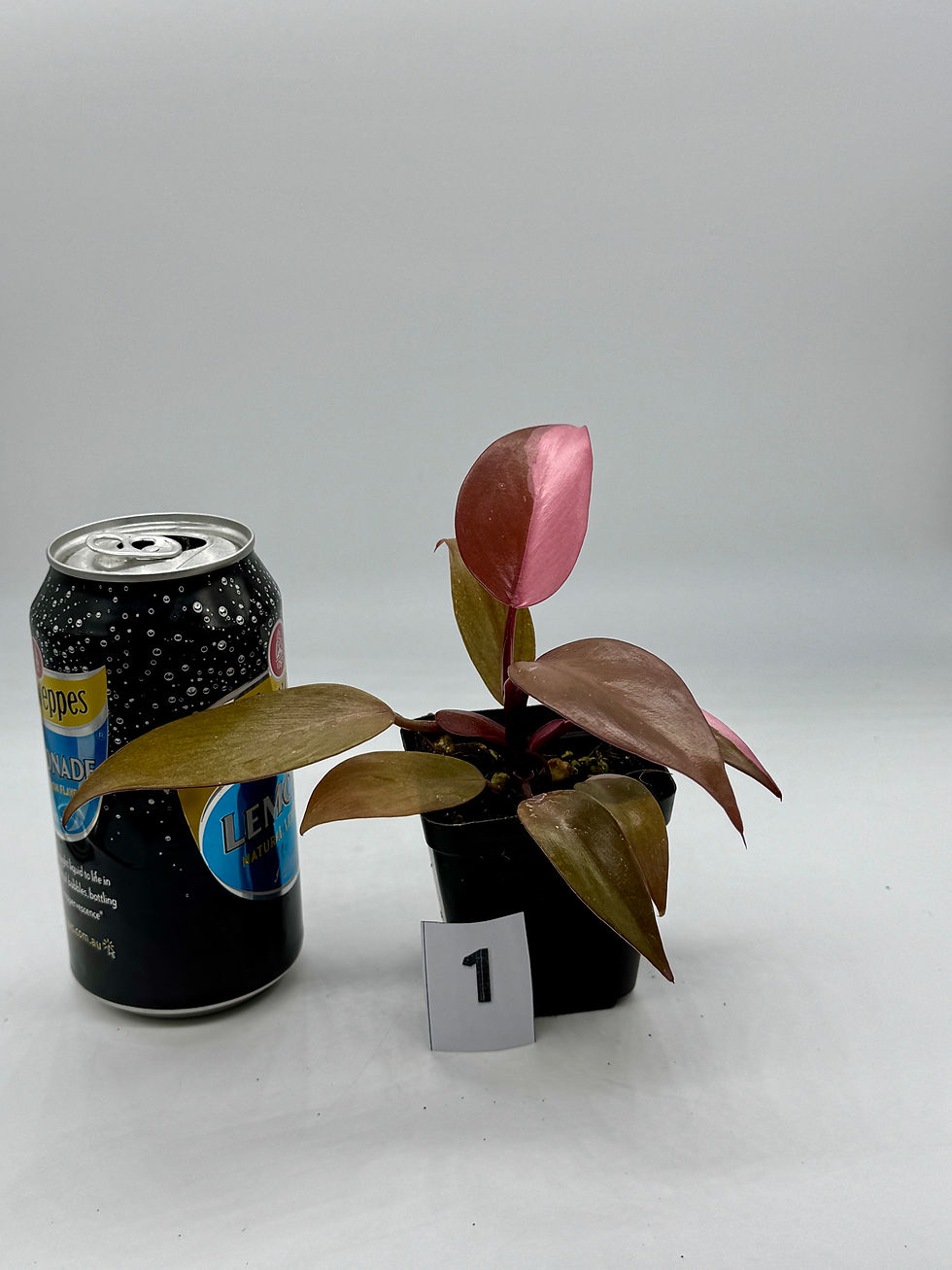 Thumbnail: Philodendron Persimmon Princess in 70mm